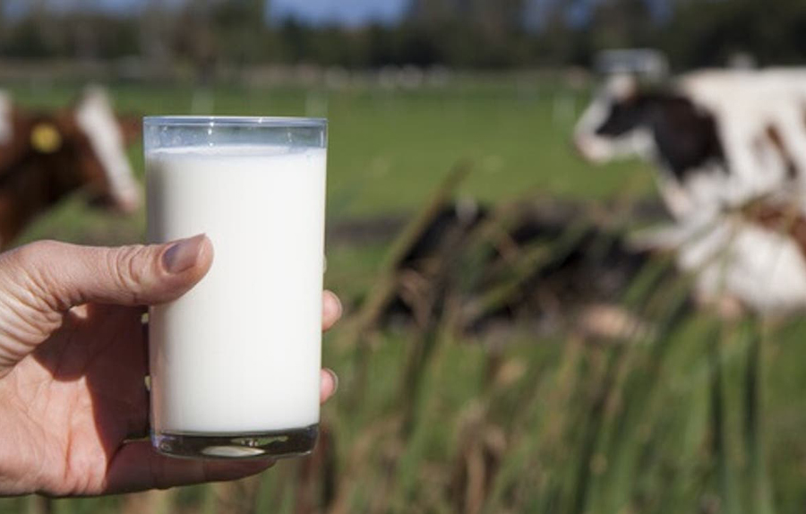 Valori nutrizionali e potenziali danni del latte di mucca