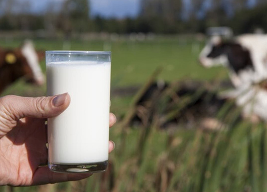 Valori nutrizionali e potenziali danni del latte di mucca